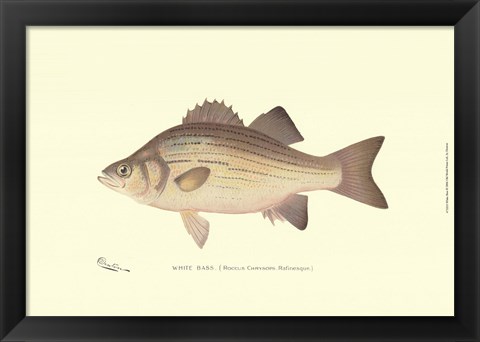 Framed White Bass Print