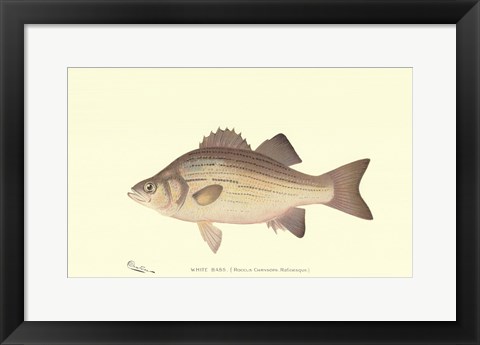 Framed White Bass Print