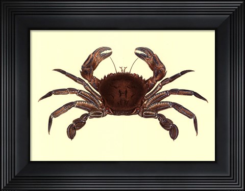Framed Antique Crab II Print