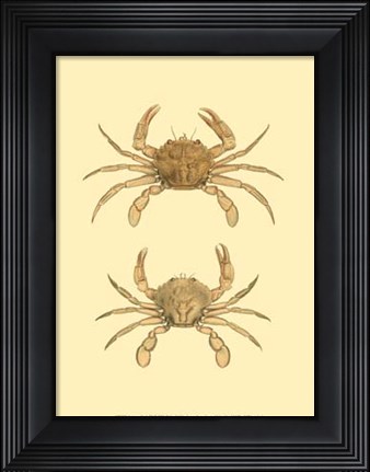 Framed Antique Crab III Print