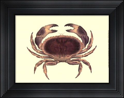 Framed Antique Crab IV Print