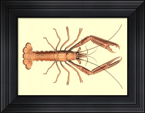Framed Antique Lobster I Print