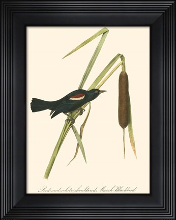 Framed Audubon's Blackbird Print