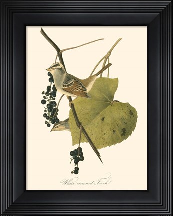 Framed Audubon's Finch Print