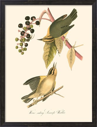 Framed Audubon&#39;s Warbler Print