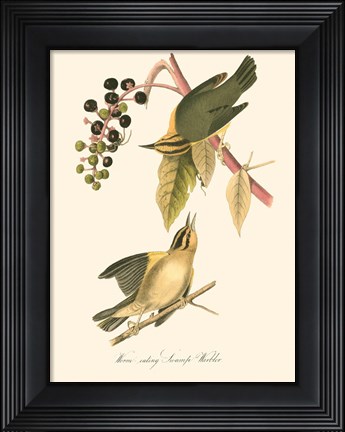 Framed Audubon&#39;s Warbler Print