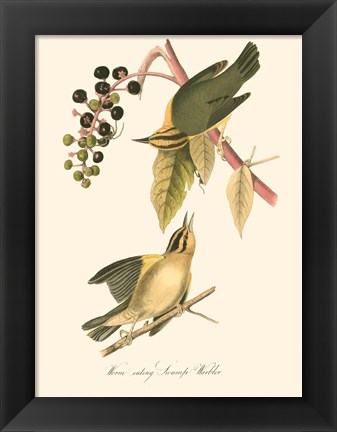 Framed Audubon&#39;s Warbler Print