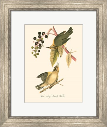 Framed Audubon&#39;s Warbler Print