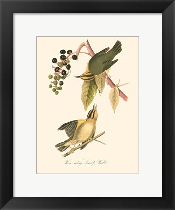 Framed Audubon&#39;s Warbler Print