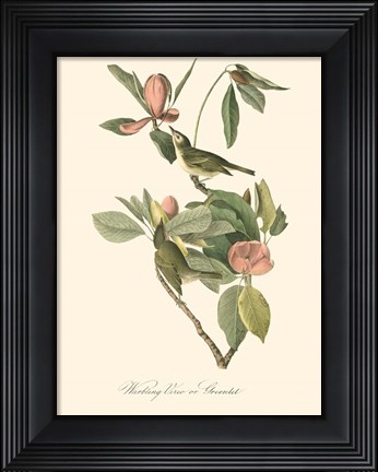 Framed Audubon's Vireo Print