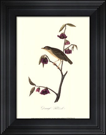 Framed Audubon&#39;s Thrush Print