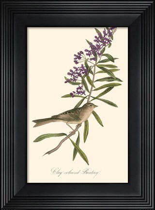 Framed Audubon's Bunting Print