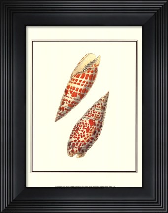 Framed Volute Shells Print