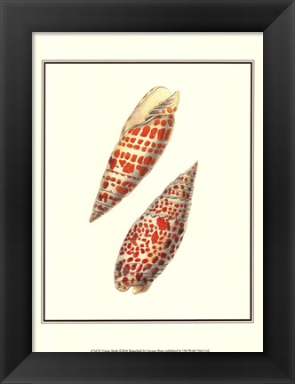 Framed Volute Shells Print