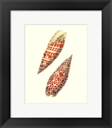 Framed Volute Shells Print