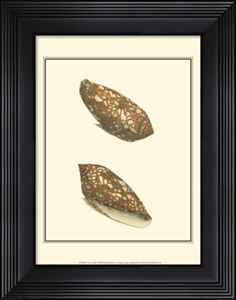 Framed Cone Shells Print