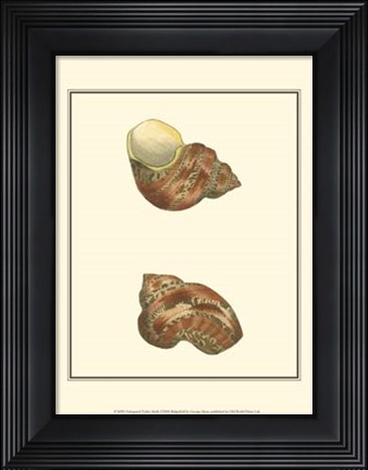 Framed Variegated Turbo Shells Print