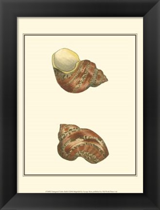 Framed Variegated Turbo Shells Print