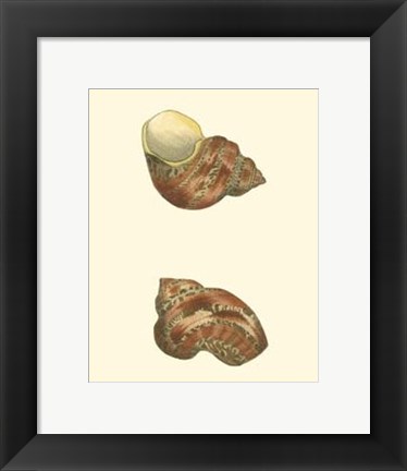 Framed Variegated Turbo Shells Print