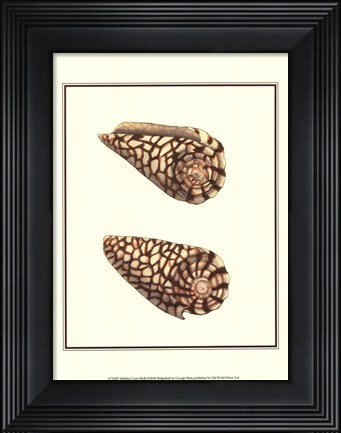 Framed Marbled Cone Shells Print