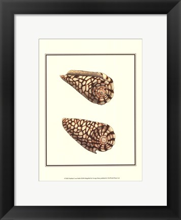 Framed Marbled Cone Shells Print