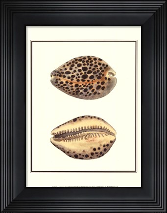 Framed Leopard Cowry Shells Print