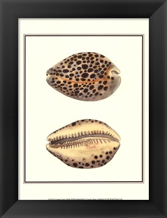 Framed Leopard Cowry Shells Print