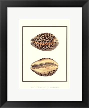 Framed Leopard Cowry Shells Print