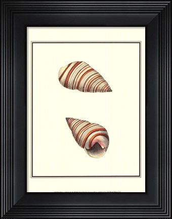 Framed Ribband Bulla Shells Print