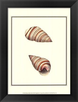 Framed Ribband Bulla Shells Print