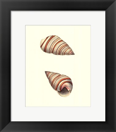 Framed Ribband Bulla Shells Print