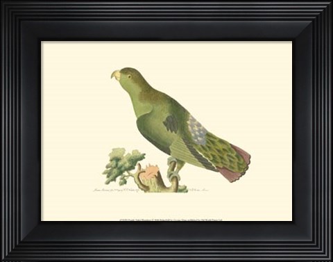 Framed Purple-tailed Parrakeet Print
