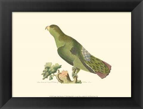 Framed Purple-tailed Parrakeet Print