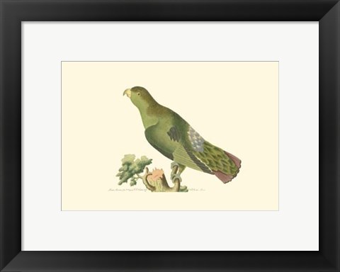 Framed Purple-tailed Parrakeet Print