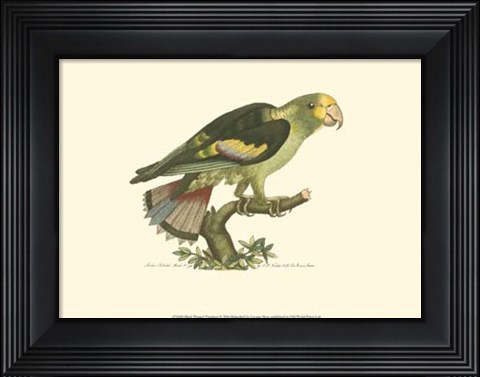 Framed Black-winged Parrakeet Print