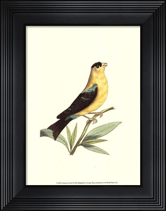 Framed American Finch Print