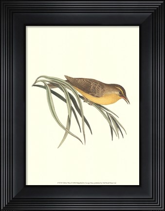 Framed Yellow Wren Print