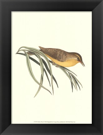 Framed Yellow Wren Print