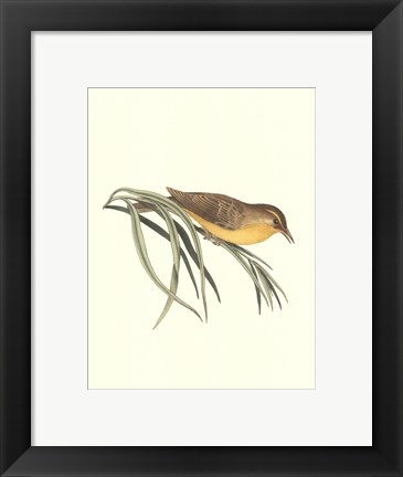 Framed Yellow Wren Print