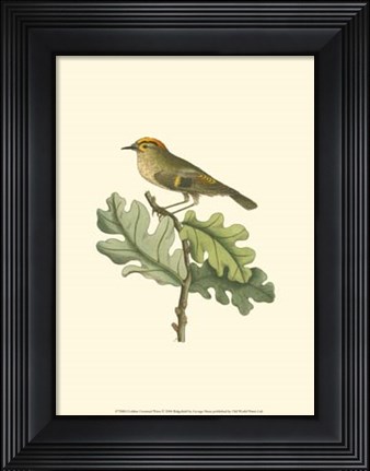 Framed Golden Crowned Wren Print