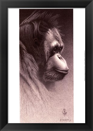 Framed Jo-Jo, the Orangutan Print