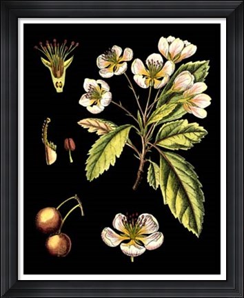 Framed Black Background Floral Studies I Print