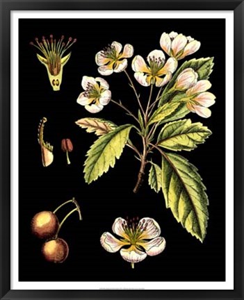 Framed Black Background Floral Studies I Print