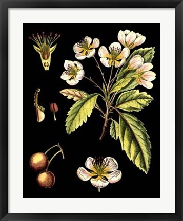 Framed Black Background Floral Studies I Print