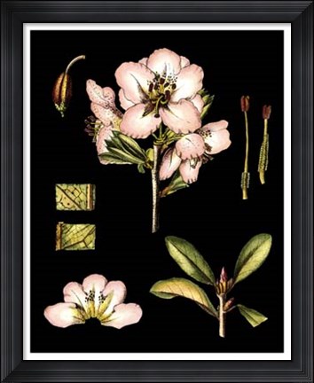 Framed Black Background Floral Studies II Print