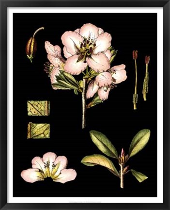 Framed Black Background Floral Studies II Print