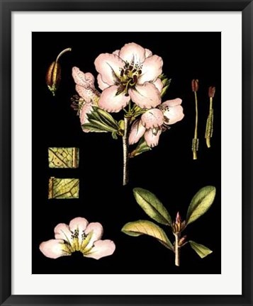 Framed Black Background Floral Studies II Print