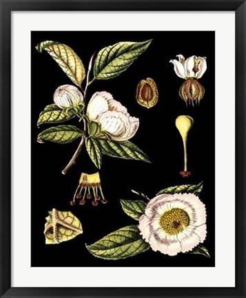 Framed Black Background Floral Studies III Print