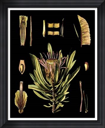 Framed Black Background Floral Studies IV Print