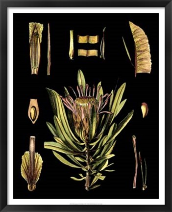 Framed Black Background Floral Studies IV Print